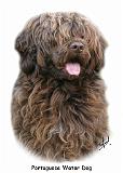Portuguese Water Dog 9Y160D-023